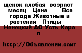 щенок алобая .возраст 1 месяц › Цена ­ 7 - Все города Животные и растения » Птицы   . Ненецкий АО,Усть-Кара п.